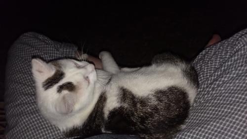 Lost Male Cat last seen Town & Country Mart HWY 58, Ooltewah, TN 37363