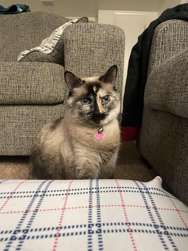 Lost Female Cat last seen 67th and bell rd, Peoria, AZ 85345