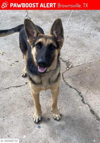Lost Male Dog last seen Southmost, Brownsville, TX 78521