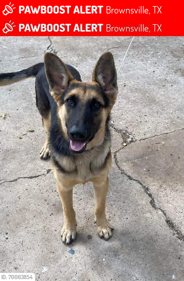 Lost Male Dog last seen Southmost, Brownsville, TX 78521