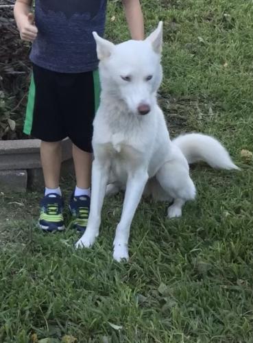 Lost Female Dog last seen North main , Baytown, TX 77521