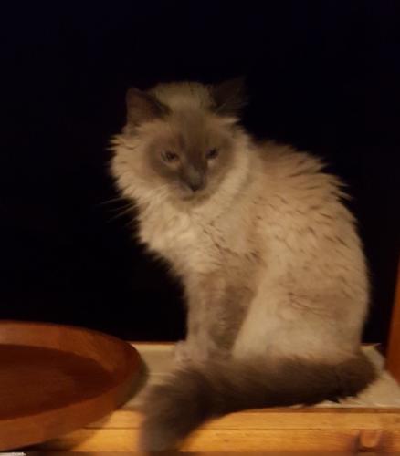 Lost Male Cat last seen Sunset point and Hercules - Clearwater, Clearwater, FL 33763