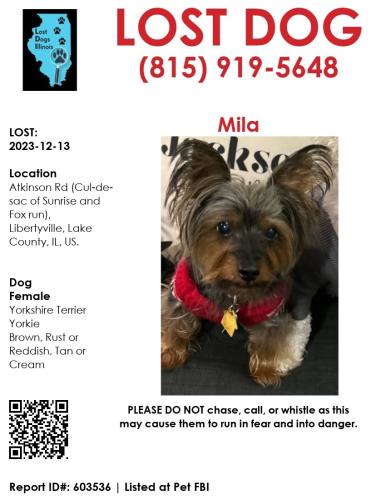 Lost Female Dog last seen Sunrise and Atkinson, Green Oaks, IL 60045