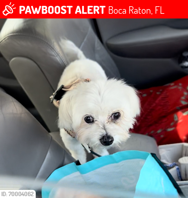 Boca Raton, FL Lost Male Dog, rocky Is Missing | PawBoost