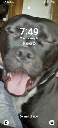 Lost Male Dog last seen 325th  and grover missouri valley  IA , Missouri Valley, IA 51555
