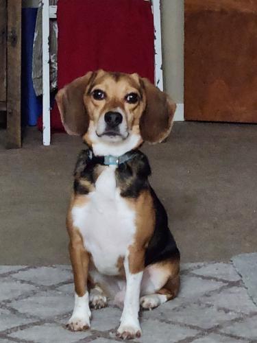 Lost Male Dog last seen Corner of Maple Street and Boulevard , Amory, MS 38821