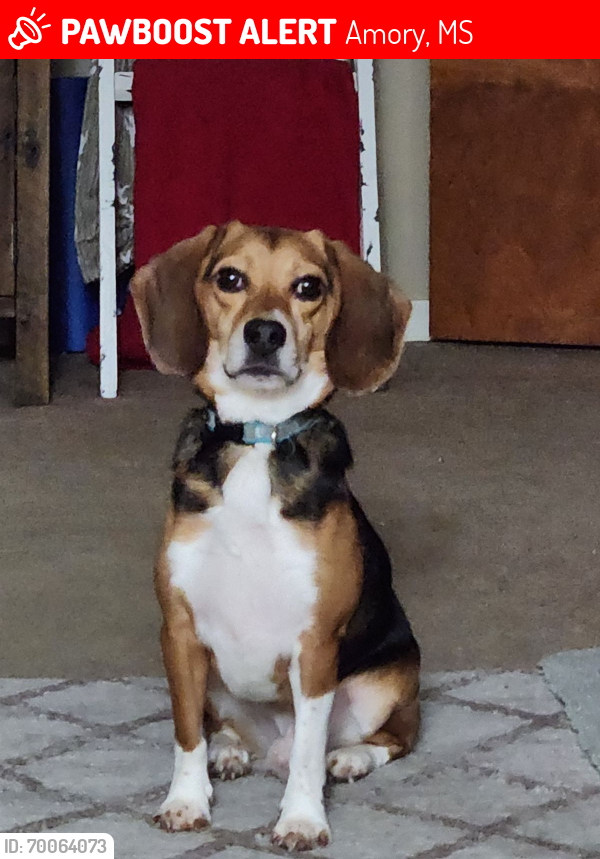 Lost Male Dog last seen Corner of Maple Street and Boulevard , Amory, MS 38821