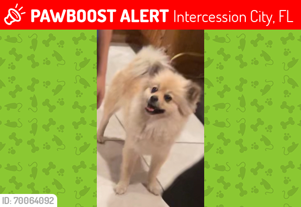 Lost Female Dog last seen By 1555 manatee st & se have a suion on a gray 2013 nissan yuke, Intercession City, FL 33848