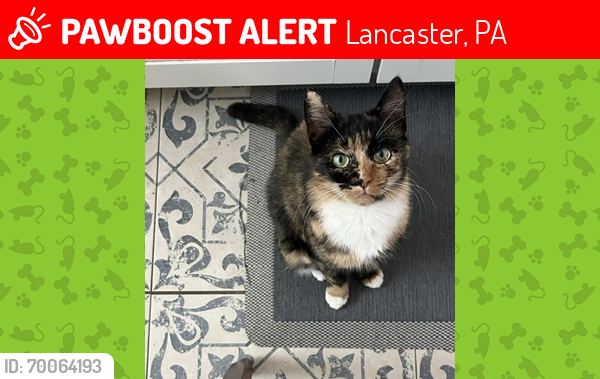 Lost Female Cat last seen Near w vine st , Lancaster, PA 17603