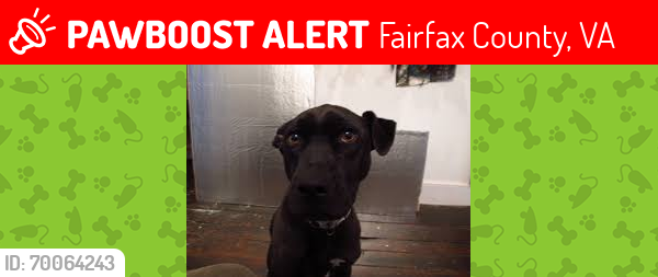 Lost Male Dog last seen Shadow Lane Fairfax Station (22039), Fairfax County, VA 22039