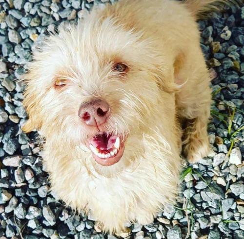 Lost Female Dog last seen Bairro Alto, Pinhais, Cajuru, Tarumã, Bairro Alto, PR 82820-290