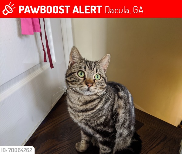 Lost Male Cat last seen Hamilton mill subdivision, Dacula, GA 30019