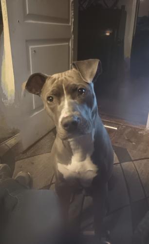 Lost Male Dog last seen Due west rd and county line Rd Kennesaw ga, Kennesaw, GA 30152