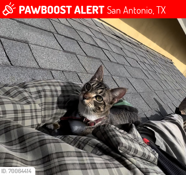 Lost Female Cat last seen Castle hunt by Circle K on Rittiman, San Antonio, TX 78218