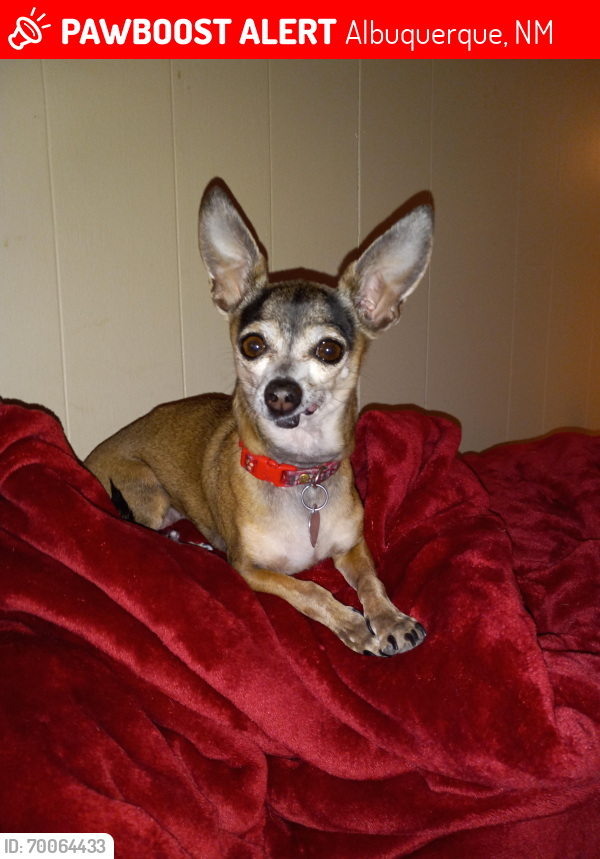Lost Female Dog last seen Corona Ave/Wyoming Blvd, Albuquerque, NM 87122