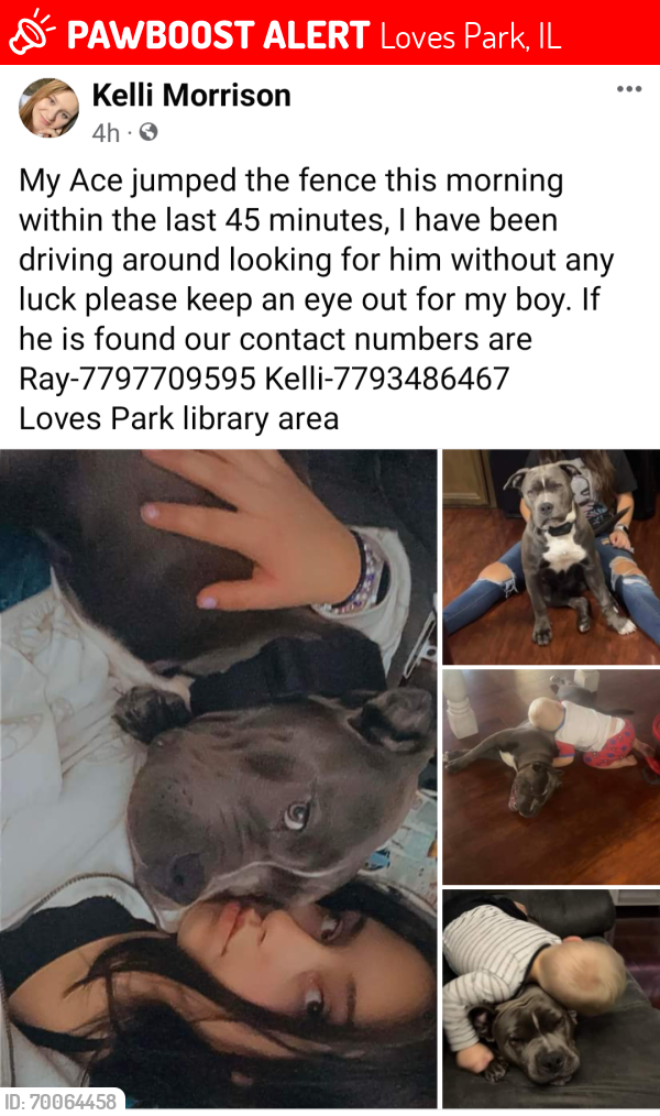 Lost Male Dog last seen Theodore St. Loves Park, IL., Loves Park, IL 61111