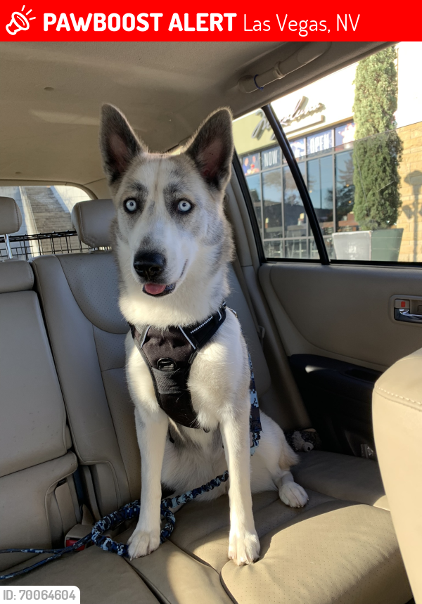 Las Vegas, NV Lost Female Dog, Luna Is Missing | PawBoost