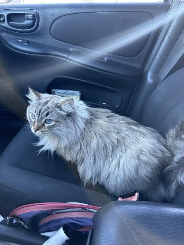 Lost Female Cat last seen Within the Finnisterra apmt complex, Tempe, AZ 85283