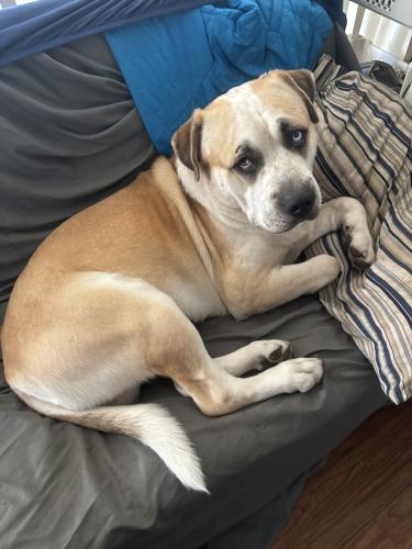 Lost Male Dog last seen Forest st and Arcade st, Saint Paul, MN 55101