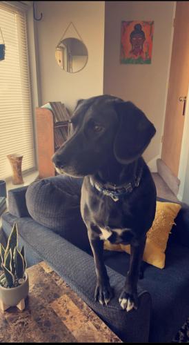 Lost Male Dog last seen Evan’s ave, Akron, OH 44310