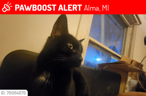 Lost Female Cat last seen Bridge Ave and Michigan Ave, Alma, MI 48801