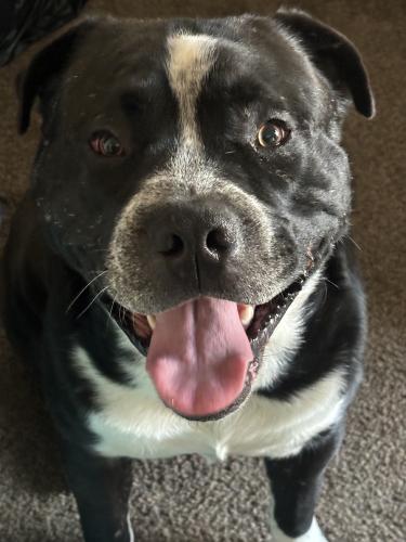Lost Male Dog last seen Forest st and Arcade st, Saint Paul, MN 55106