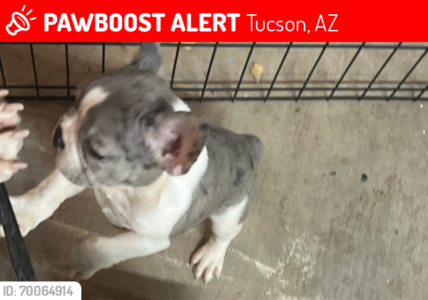 Lost Female Dog last seen 12th/10 Ave & 42nd St South Tucson, Tucson, AZ 85713