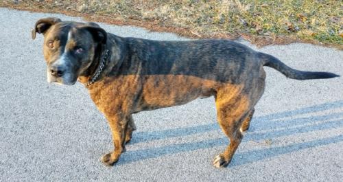 Lost Male Dog last seen dollar general seelyville, Terre Haute, IN 47803