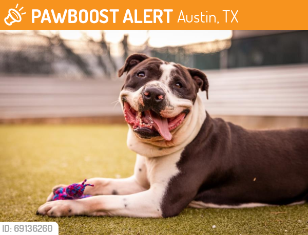 Shelter Stray Male Dog last seen Near BLOCK S IH 35, Austin, TX 78702