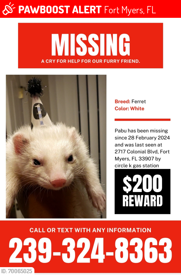 Lost Male Ferret last seen behind Circle K, Fort Myers, FL 33907