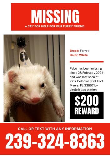 Lost Male Ferret last seen behind Circle K, Fort Myers, FL 33907