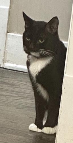 Lost Male Cat last seen Wentworth and 156th place, Calumet City, IL 60409