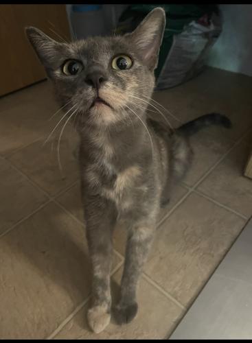 Lost Female Cat last seen Clara Ave and New Hampshire Ave, DeLand, FL 32720
