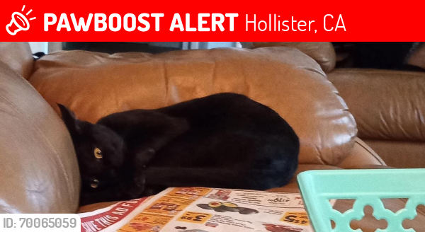 Lost Male Cat last seen Westward Dr, Hollister, CA 95023