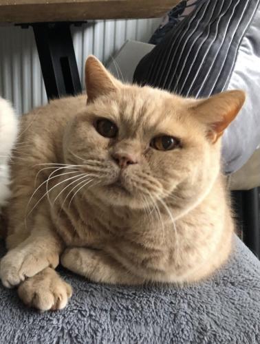 Lost Male Cat last seen Train track side of fence at Taylor Wimpey site on Thorpe road, Kirby Cross, England CO13