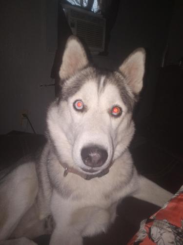 Lost Male Dog last seen Marland and grimes. By the shamrock gas station, Hobbs, NM 88240