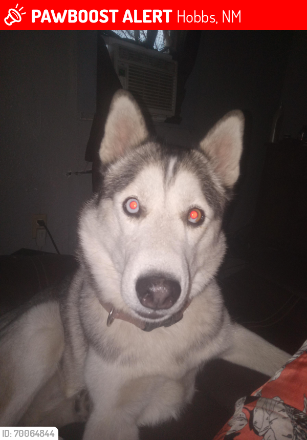 Lost Male Dog last seen Marland and grimes. By the shamrock gas station, Hobbs, NM 88240