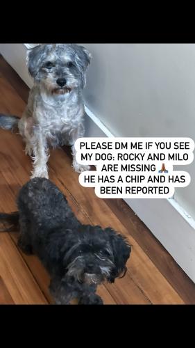 Lost Male Dog last seen Ashmont street , Boston, MA 02124