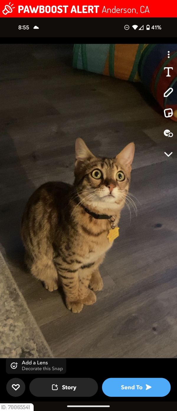 Lost Male Cat last seen Shasta Fair Grounds , Anderson, CA 96007