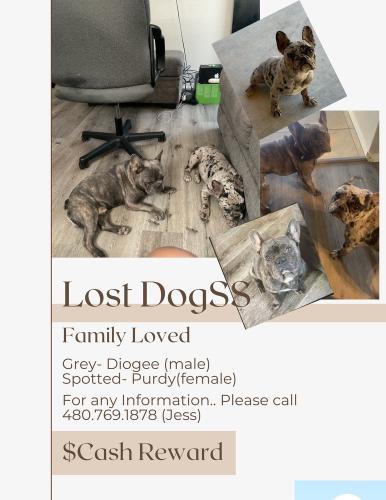 Lost Male Dog last seen 51st Ave and Vineyard, Phoenix, AZ 85339