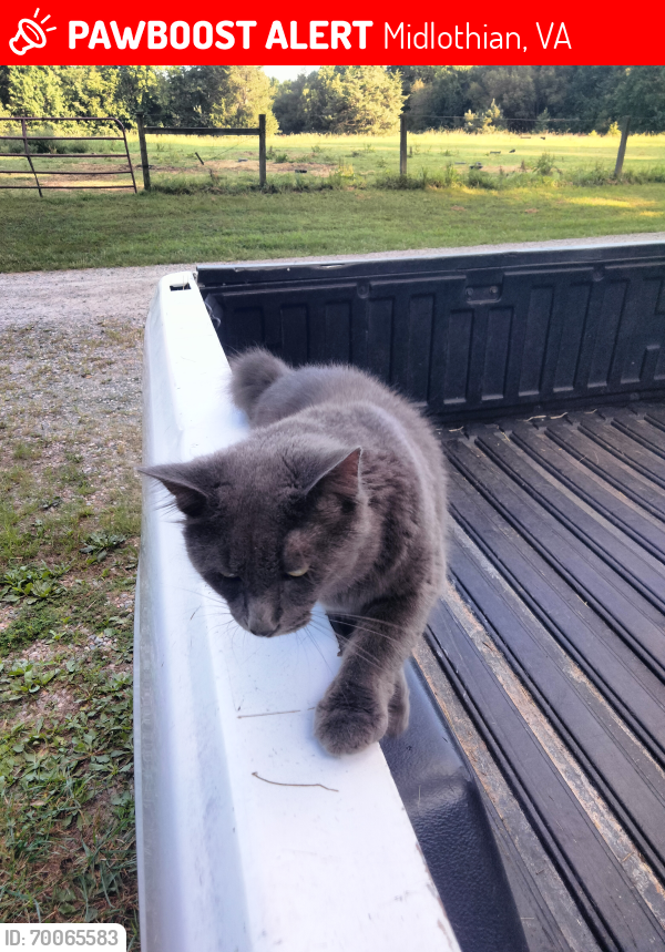 Lost Male Cat last seen Huguenot Trail, Route 60 , Midlothian, VA 23113