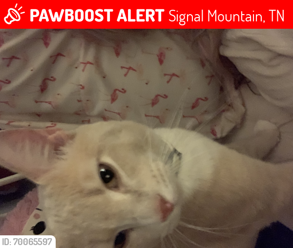 Lost Male Cat last seen Near Sawyer Cemetery, Grey hawk trails, Signal Mountain, TN 37377