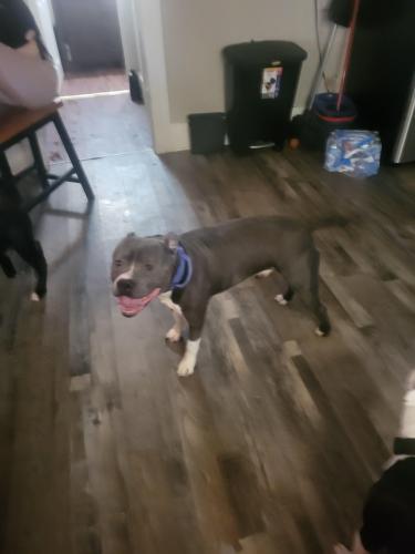 Lost Male Dog last seen Inman st and Johnson st, Akron, OH 44306