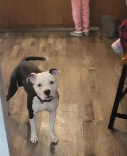 Lost Female Dog last seen Inman and Johnson st , Akron, OH 44306