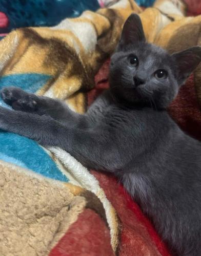 Lost Male Cat last seen Kinked , Fort Smith, AR 72903