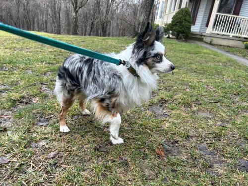 Lost Male Dog last seen Frederick Rd and Rogers Ave, Ellicott City, MD 21043
