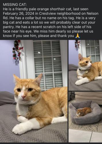Lost Male Cat last seen Crestview neighborhood , Lake Charles, LA 70605