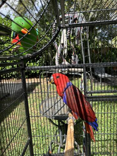 Lost Female Bird last seen Oak grove park, jefferson plaza. North miami beach, North Miami Beach, FL 33162