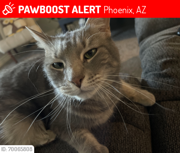Lost Female Cat last seen 51st Avenue and Cactues, Phoenix, AZ 85304