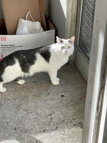Lost Male Cat last seen Kicklighter. Cassadega. , Lake Helen, FL 32744